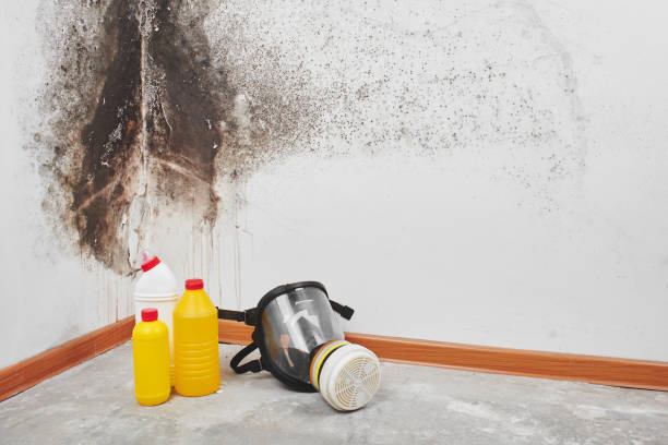 Best Basement Mold Remediation in Venice Gardens, FL