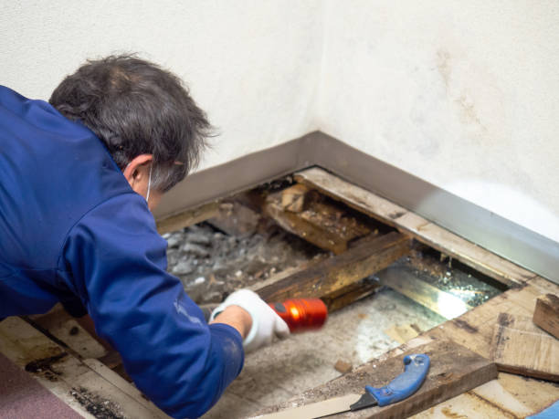 Best Insurance-Related Mold Remediation in Venice Gardens, FL