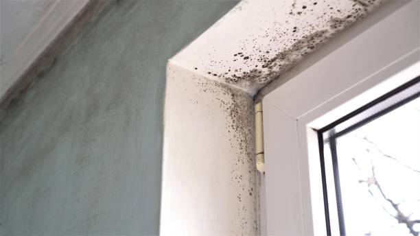 Best Industrial Mold Remediation in Venice Gardens, FL