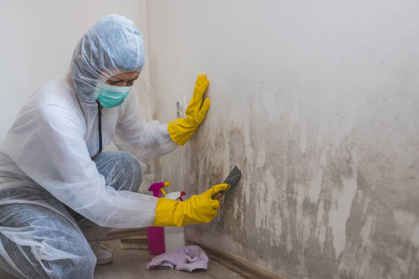 Best Post-Flood Mold Remediation in Venice Gardens, FL