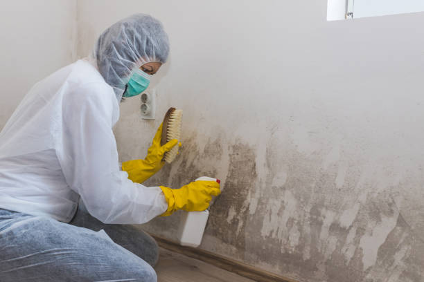 Professional Mold Remediation in Venice Gardens, FL