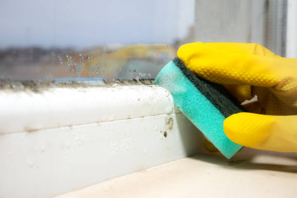 Best Crawl Space Mold Remediation in Venice Gardens, FL